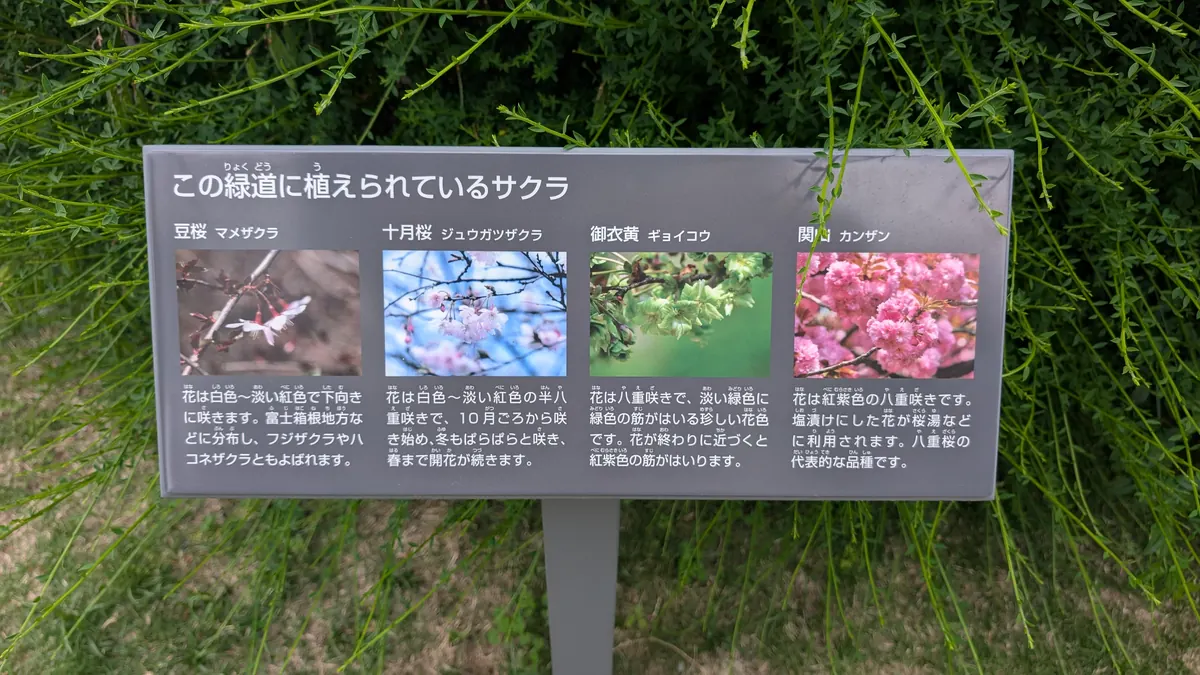 中外ライフサイエンスパーク横浜 緑道の植物案内板｜珍しい桜の品種など季節の植物を紹介