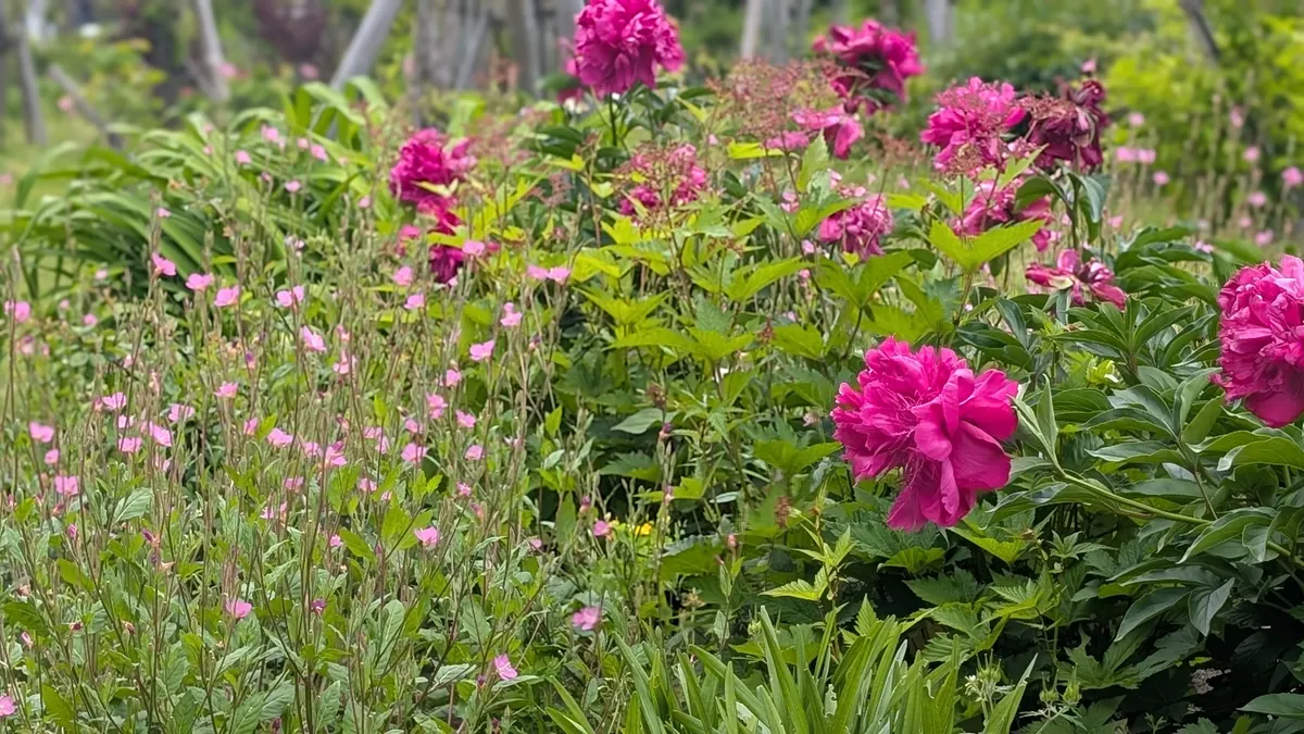 中外ライフサイエンスパーク横浜の緑道に咲く濃いピンクの花｜四季折々の草花が楽しめる