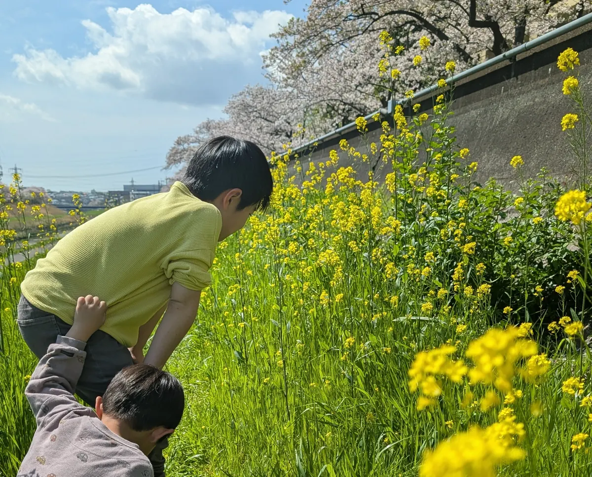 柏尾川沿いに咲く菜の花を眺める兄弟|戸塚の春の風景