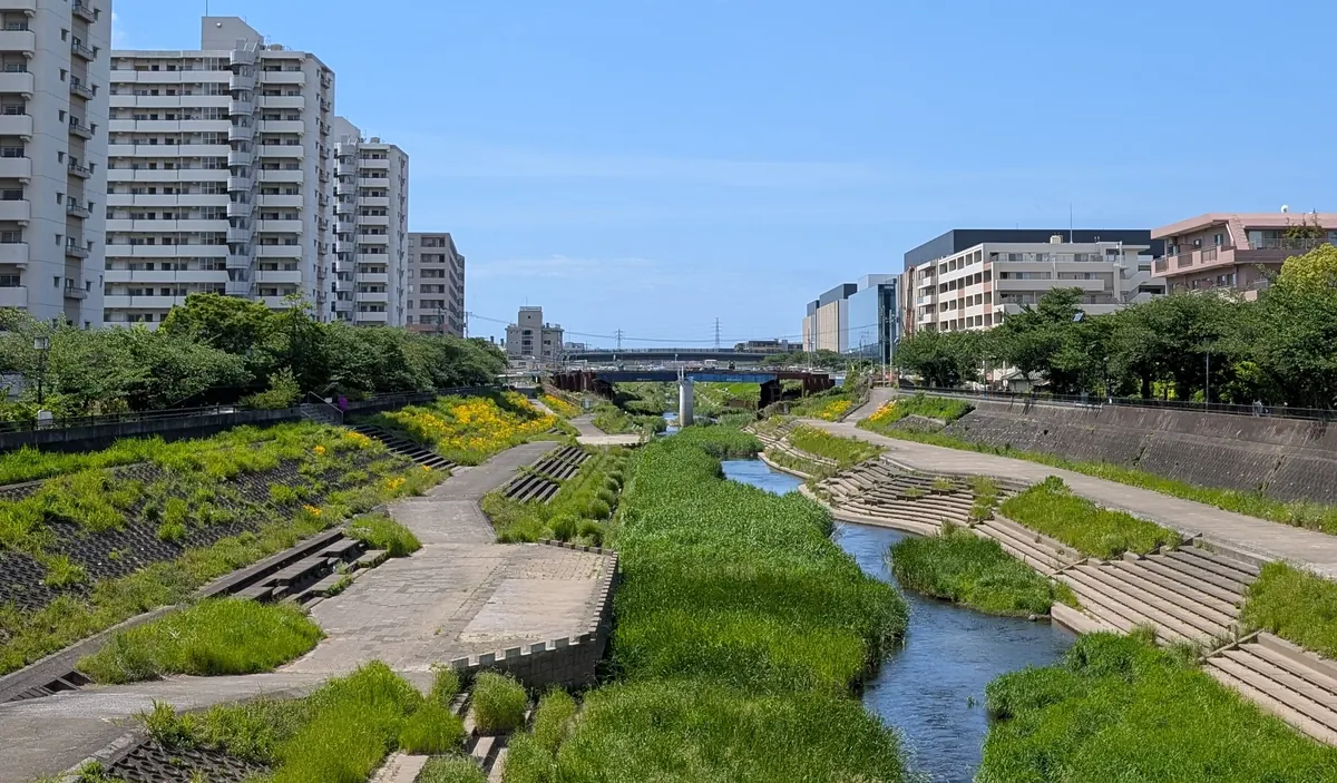 春の柏尾川全景|戸塚駅近くの新緑と菜の花が広がる遊歩道