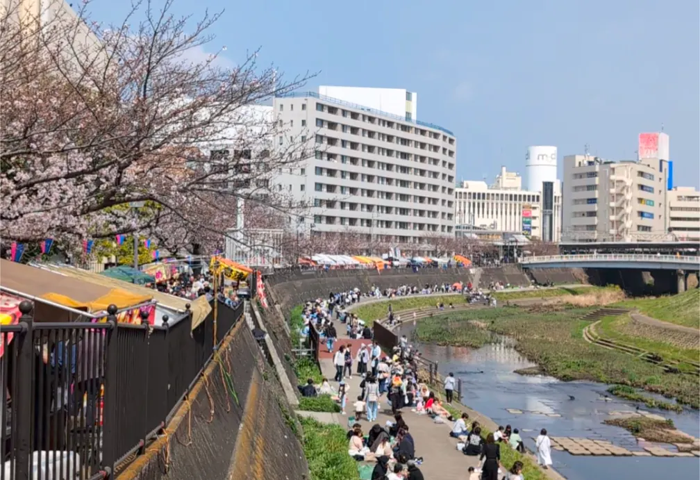 戸塚桜まつり|柏尾川の桜並木と河川敷の屋台で賑わう春の風景