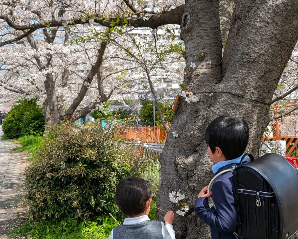 柏尾川の桜並木を見上げるランドセル姿の小学生|地元の通学路にもなる桜並木