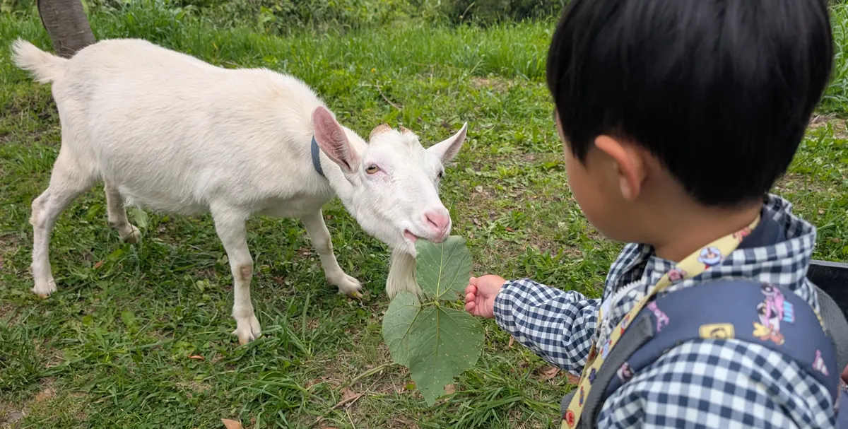 MGヤギ牧場で子どもがヤギに葉っぱをあげている様子